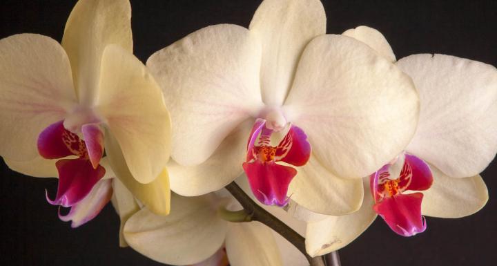 Born Living Yoga Rival Flower Orchid